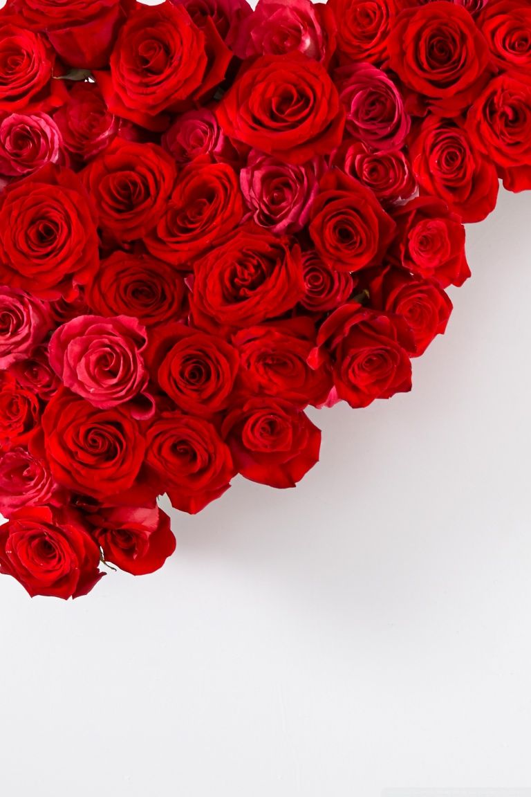 Red Roses On White Background 4k HD Desktop Wallpaper
