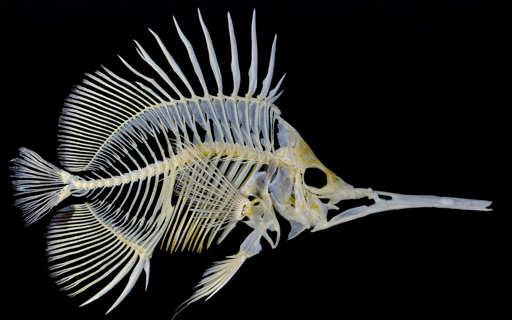 Fish Skeleton Wallpaper