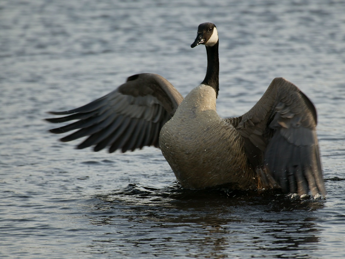 Branta Canadensis Photographed At Volo Bog In Illinois May Of