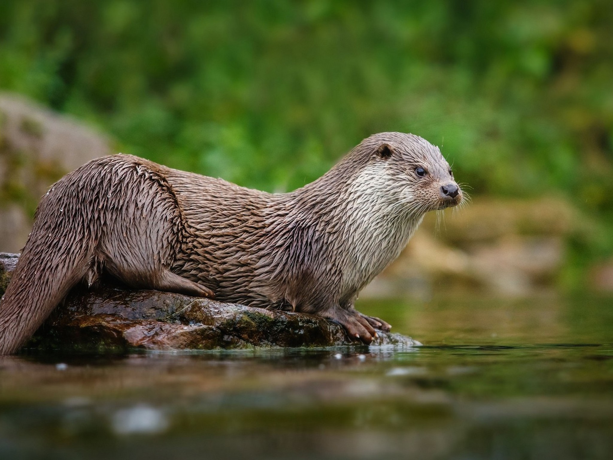 North American River Otter Wallpaper HD S