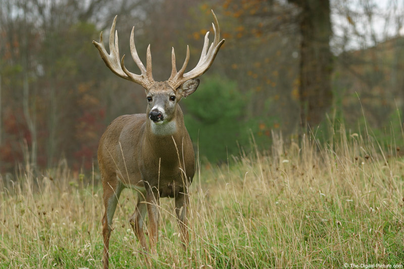 Monster Whitetail Picture