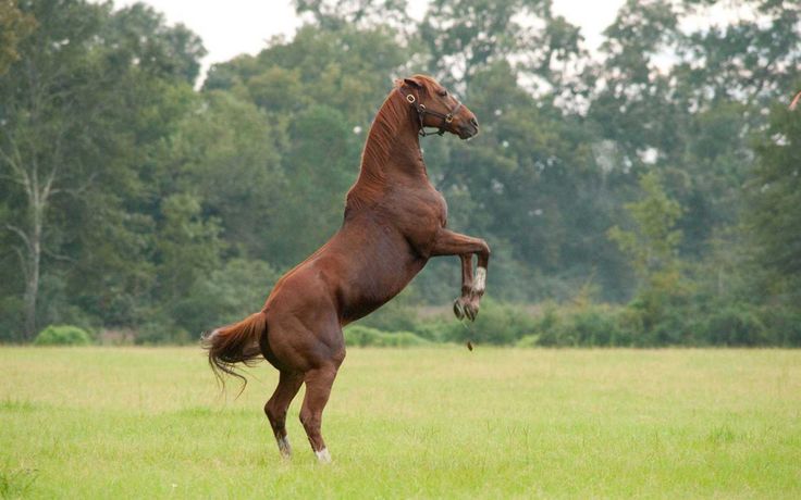Secretariat The Greatest Horse God Has Ever Created