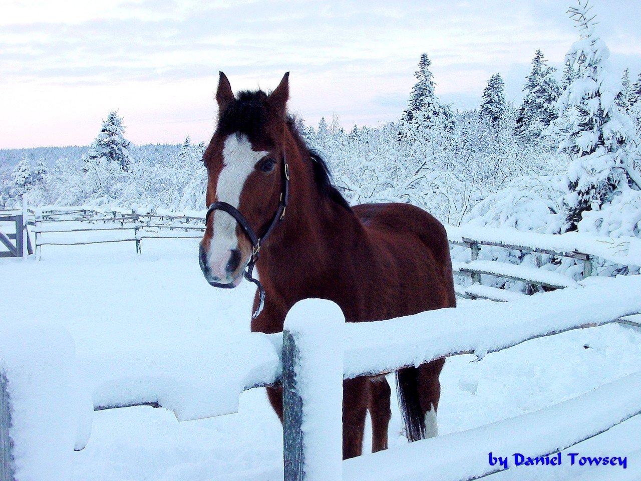 Winter Horses Pictures Wallpaper On