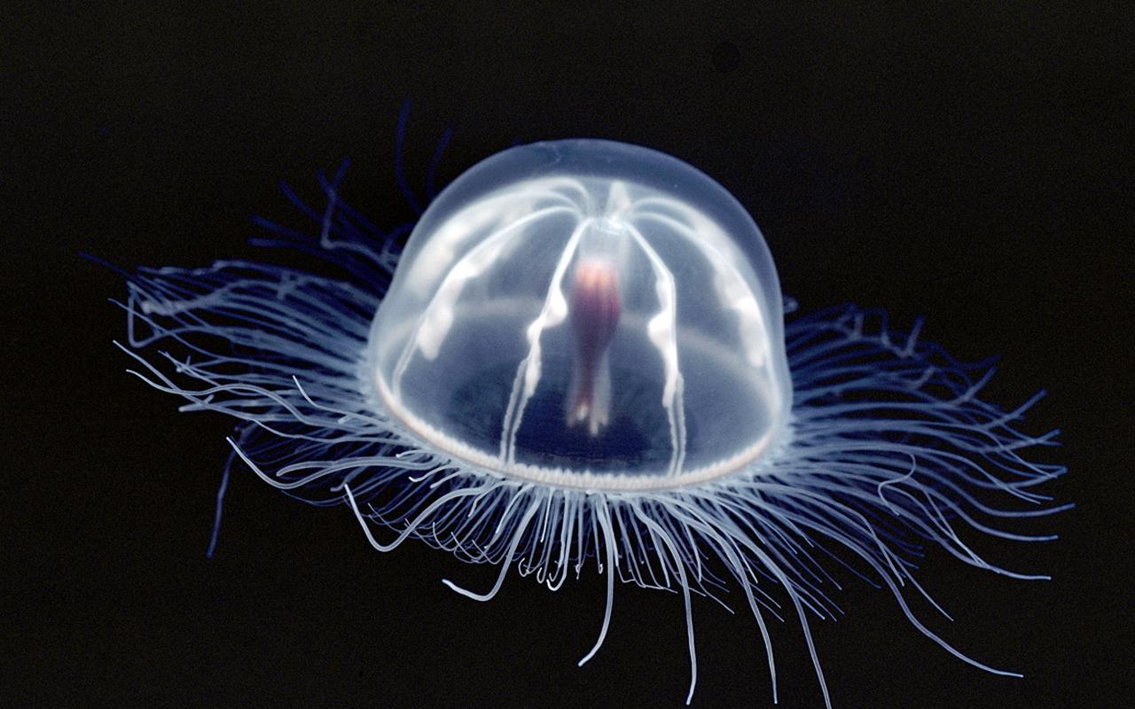 Transparent Jellyfish Xl Forgot To Get Rid Of Hq Wide