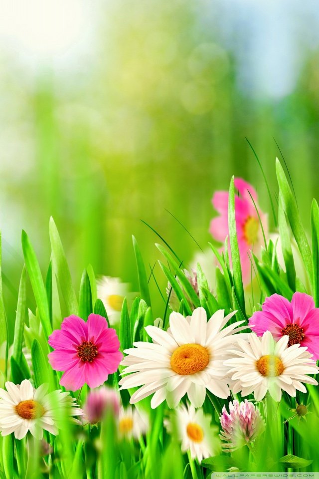 Cute Easter iPhone Wallpaper