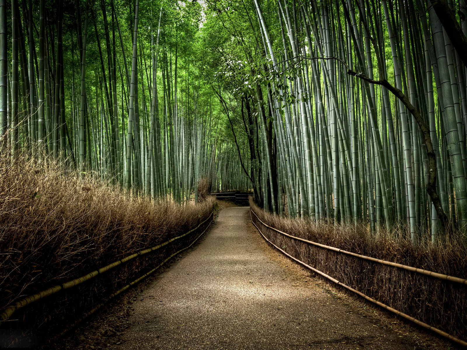 Bamboo Forest Wallpaper Desktop Online
