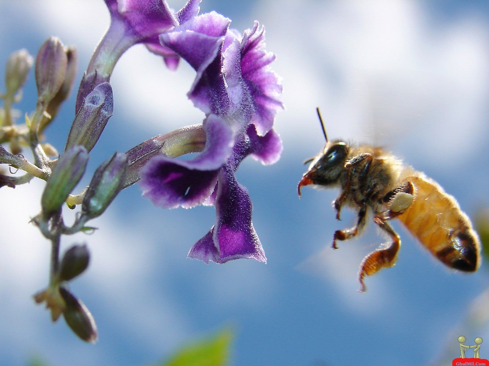 Beautiful Honey Bee HD Wallpaper