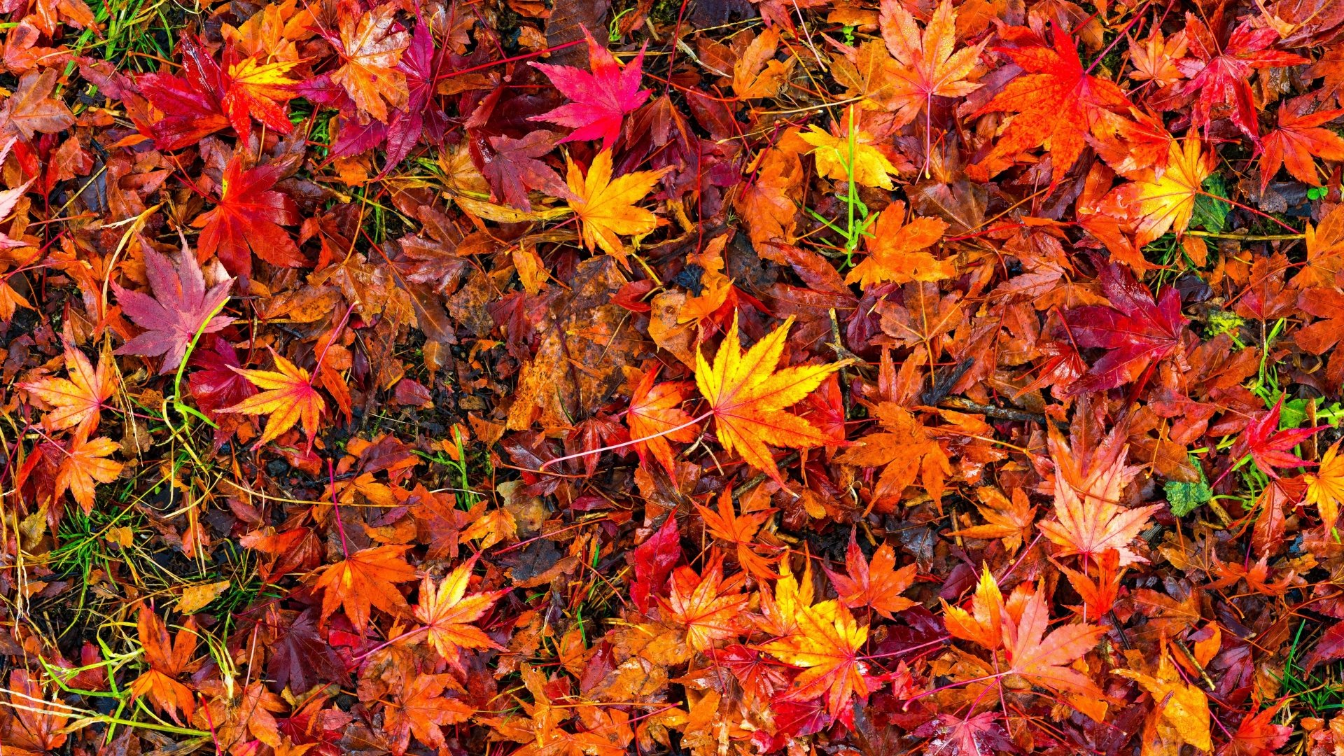 Vibrant carpet of fallen autumn leaves in various shades of red, orange, and yellow