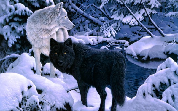 Wolf Wallpapers HD Wallpapers Early