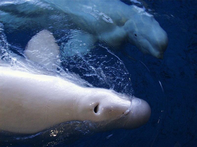 Beluga Whales Wallpaper