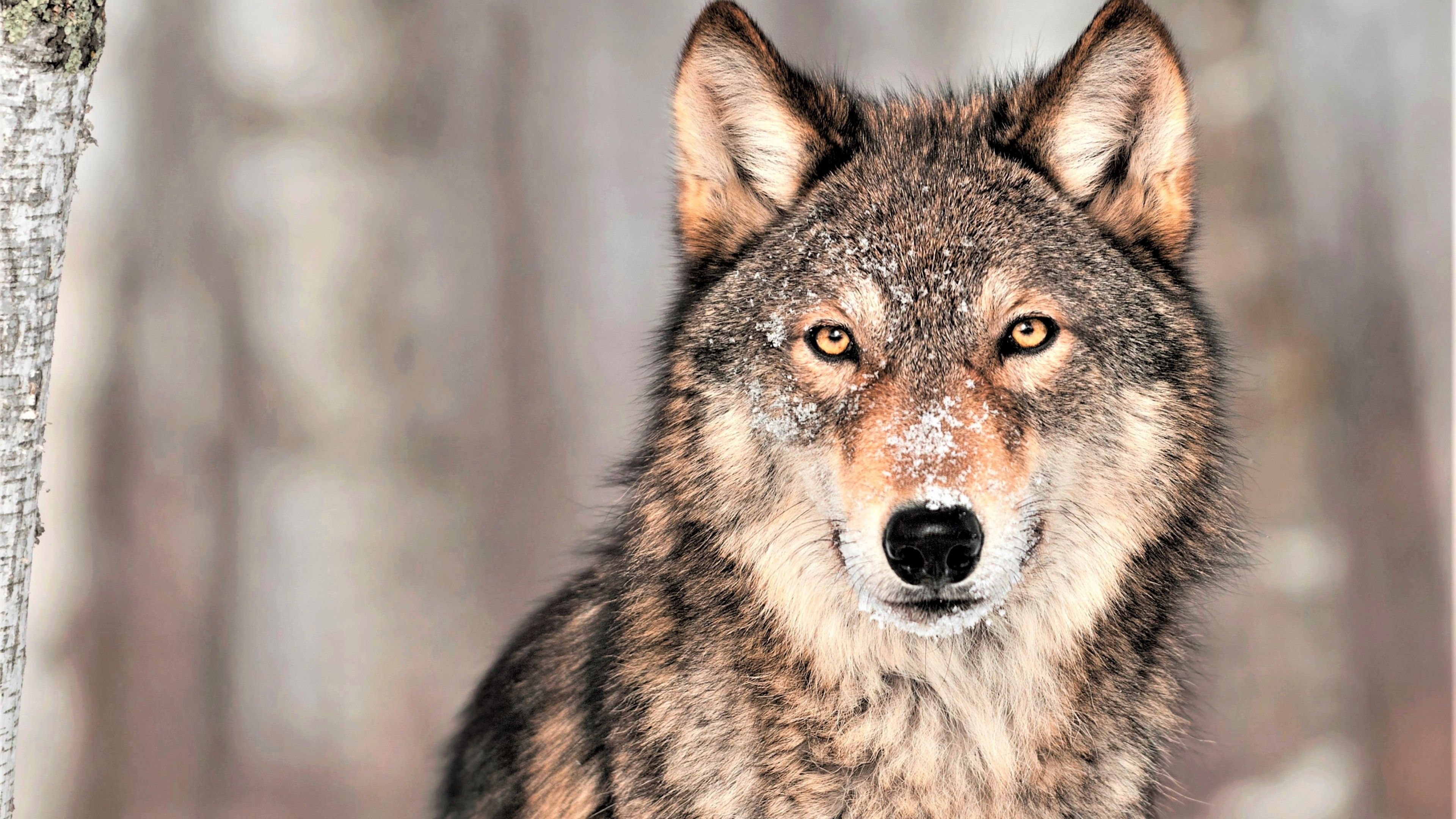 Close-up of a majestic wolf with snow-dusted fur, intense amber eyes, and a focused gaze