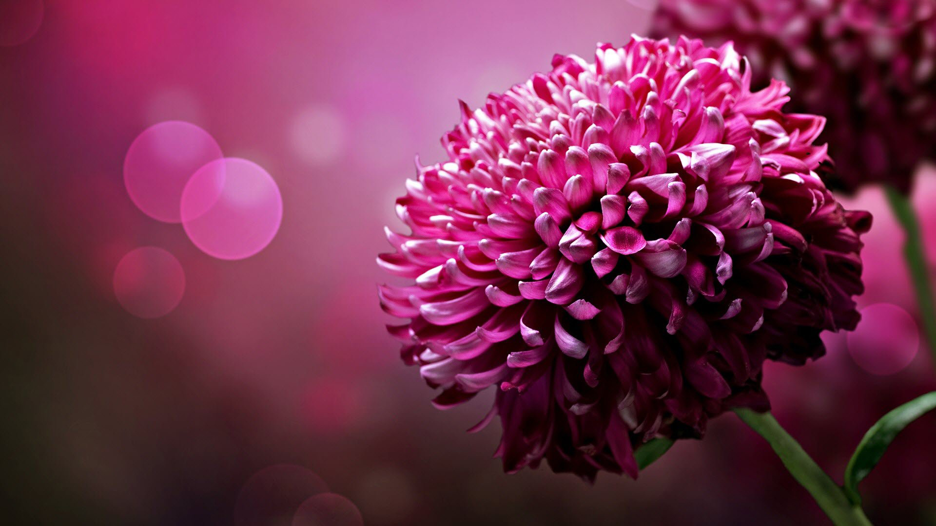 Close-up of a vibrant pink chrysanthemum flower against a soft-focus bokeh background