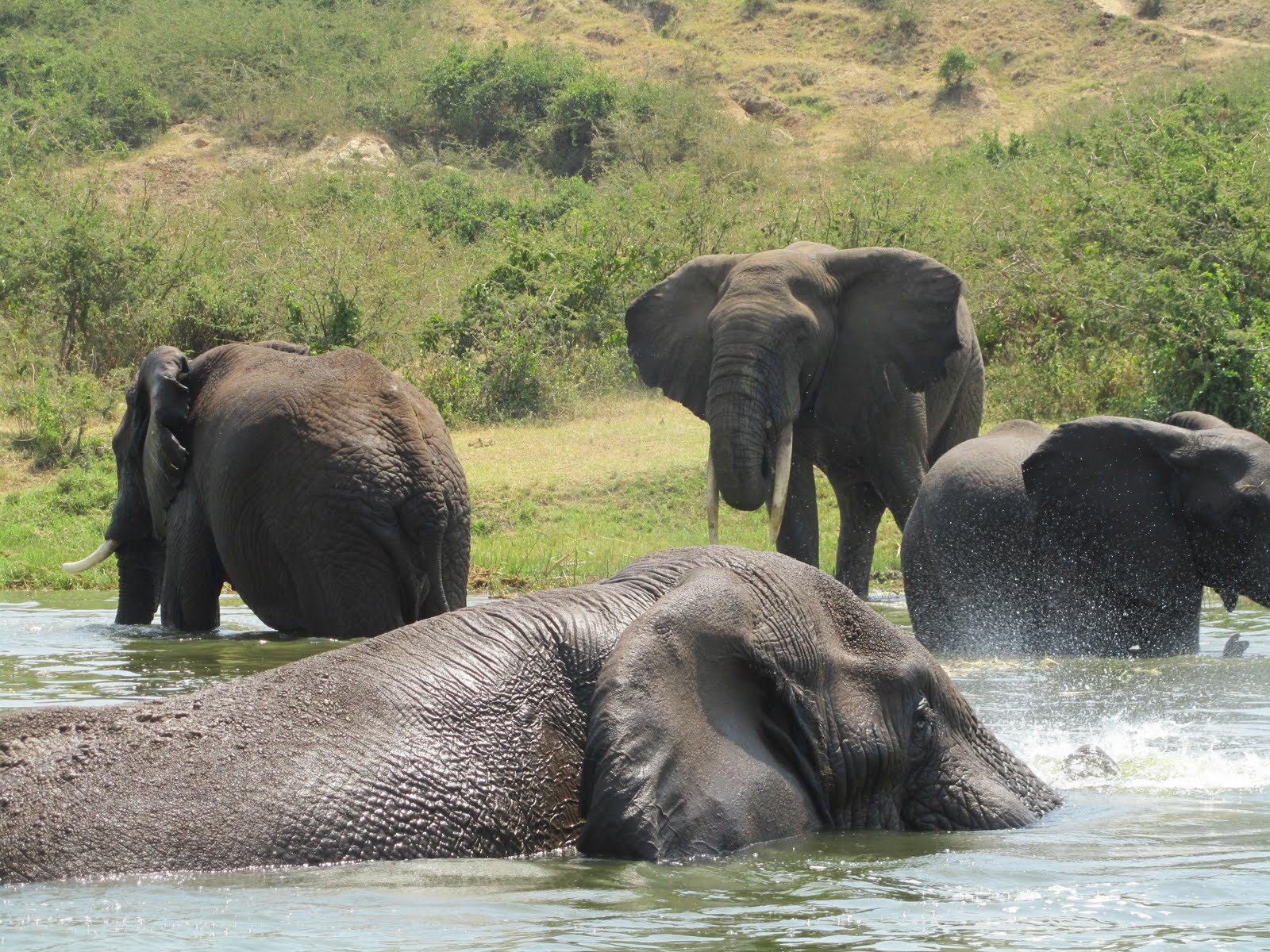 Elephant Safaris Photos Desktop Wallpaper