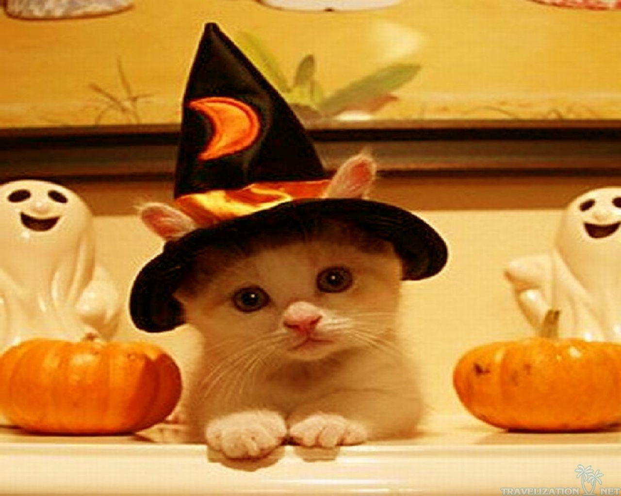 [39+] Cute Cat Halloween Wallpaper | WallpaperSafari.com