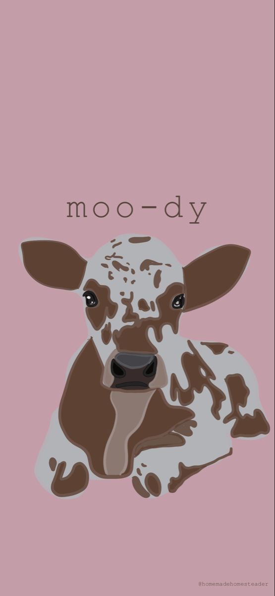 Cow Phone Wallpaper