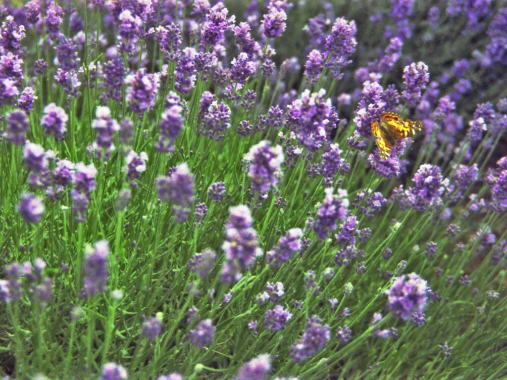 Lavender Butterfly Wallpaper Copyright Robin Wood