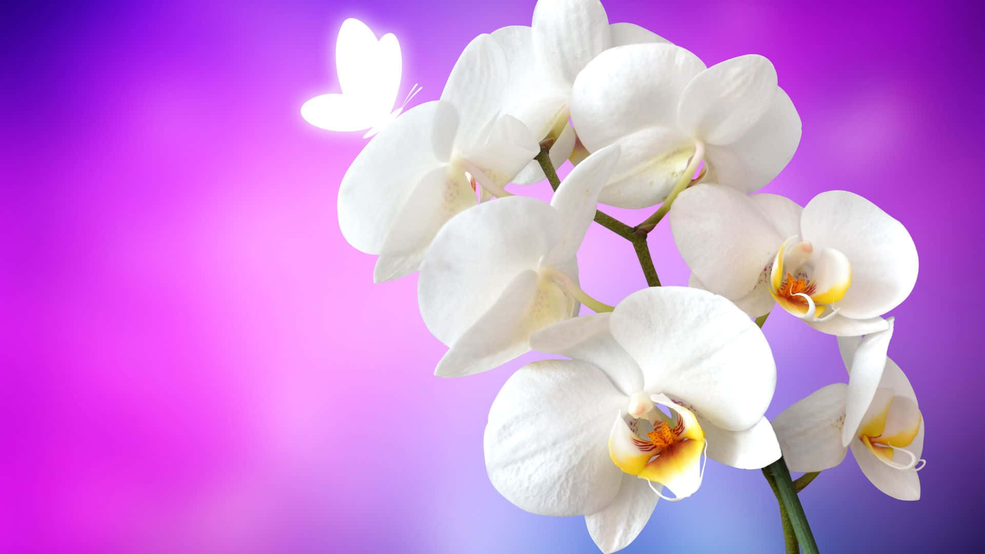 A Breathtakingly Beautiful Bouquet Of Multicolored Orchids Wallpaper