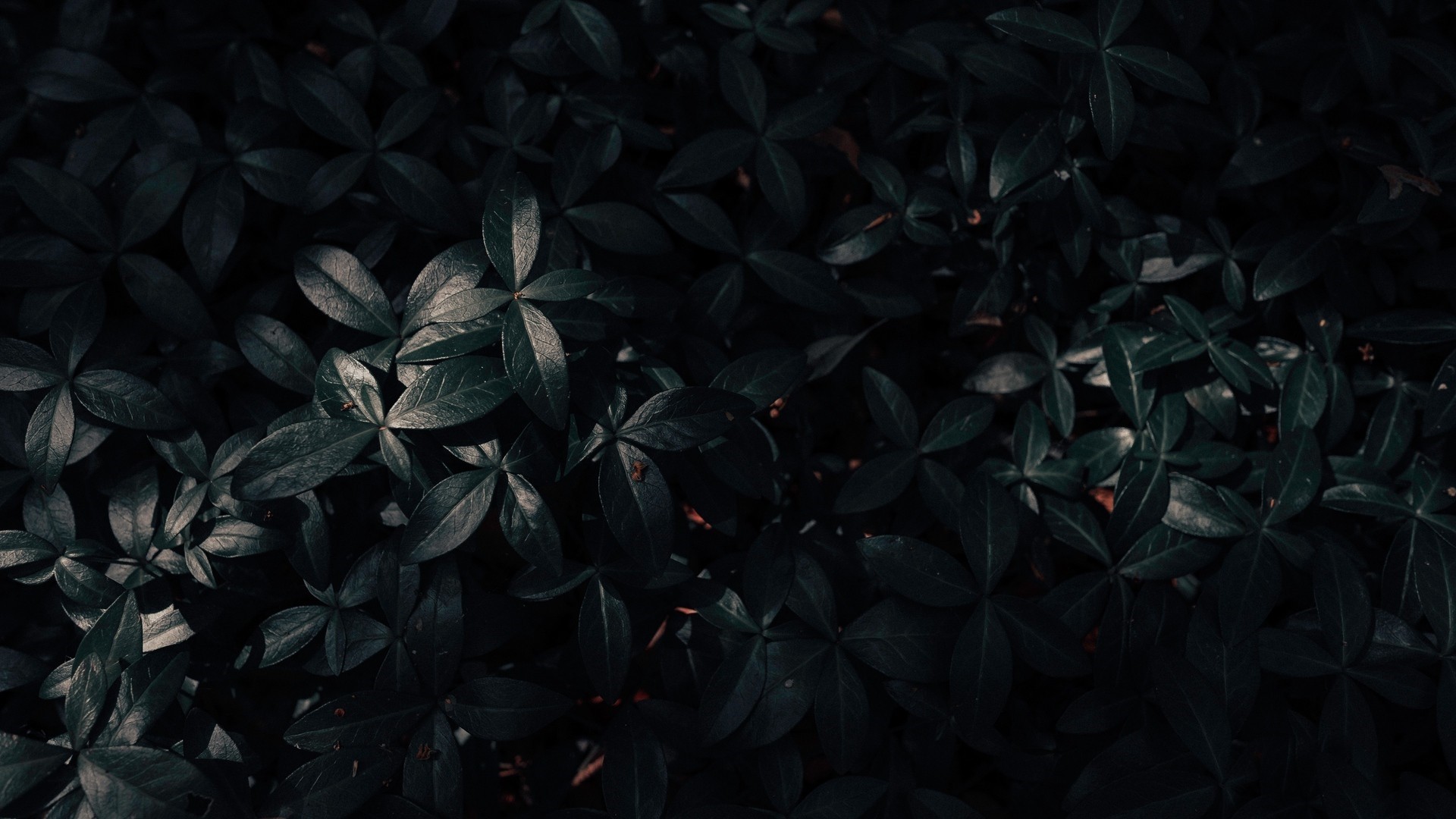 Dark green leaves create a moody and mysterious aesthetic, perfect for a 4K wallpaper