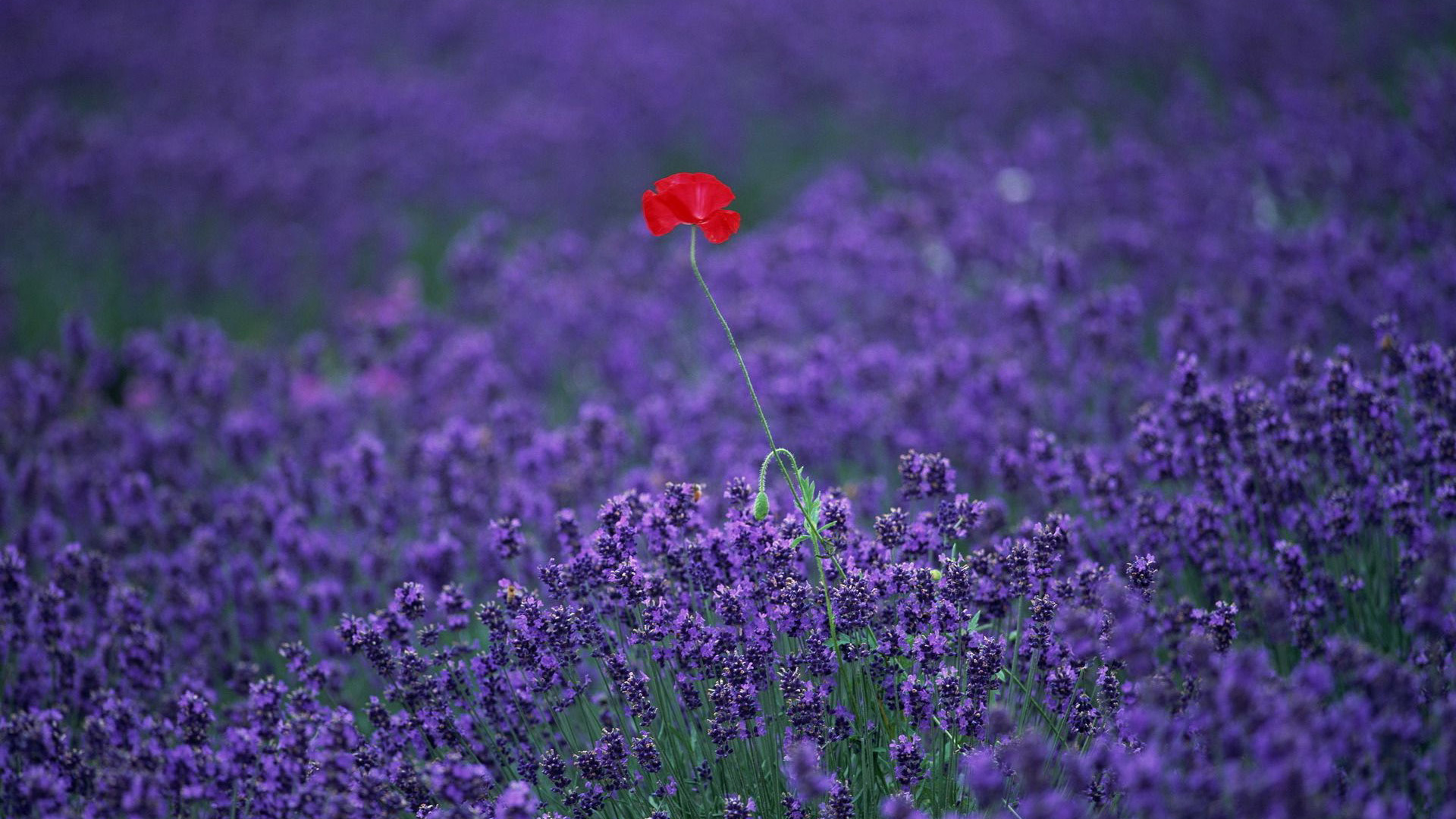 Lavender HD Wallpaper