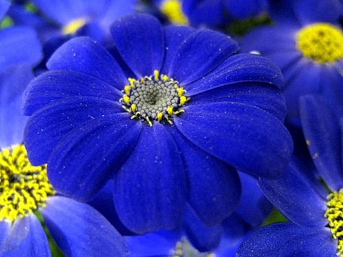 Flowers Flower Wallpaper Blue
