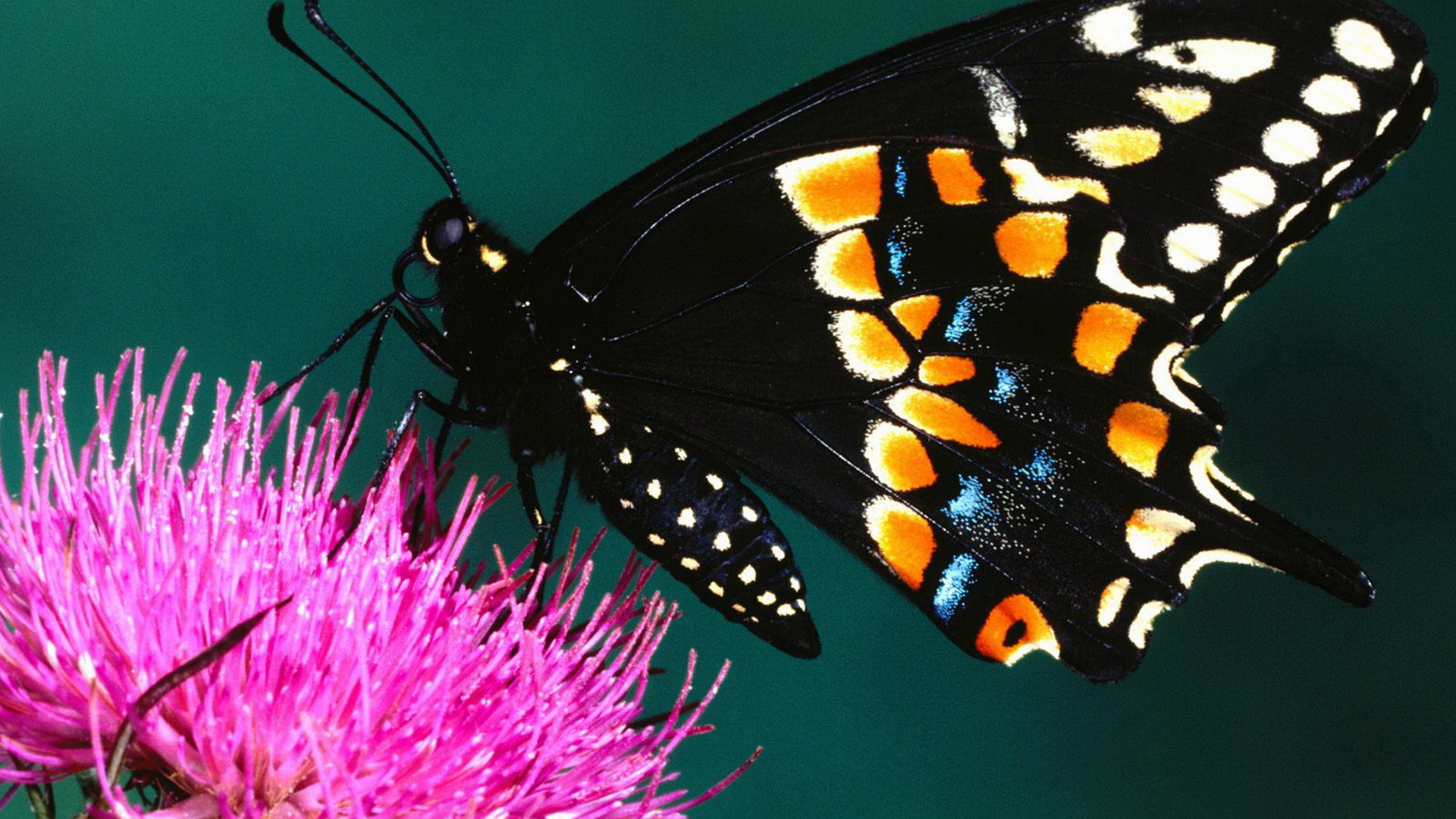 Colorful Butterfly HD Image Wallpaper