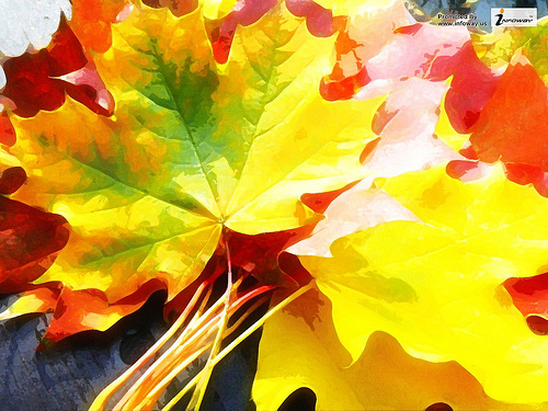 Fall Leaves Wallpaper Autumn Nature Screensavers Photo