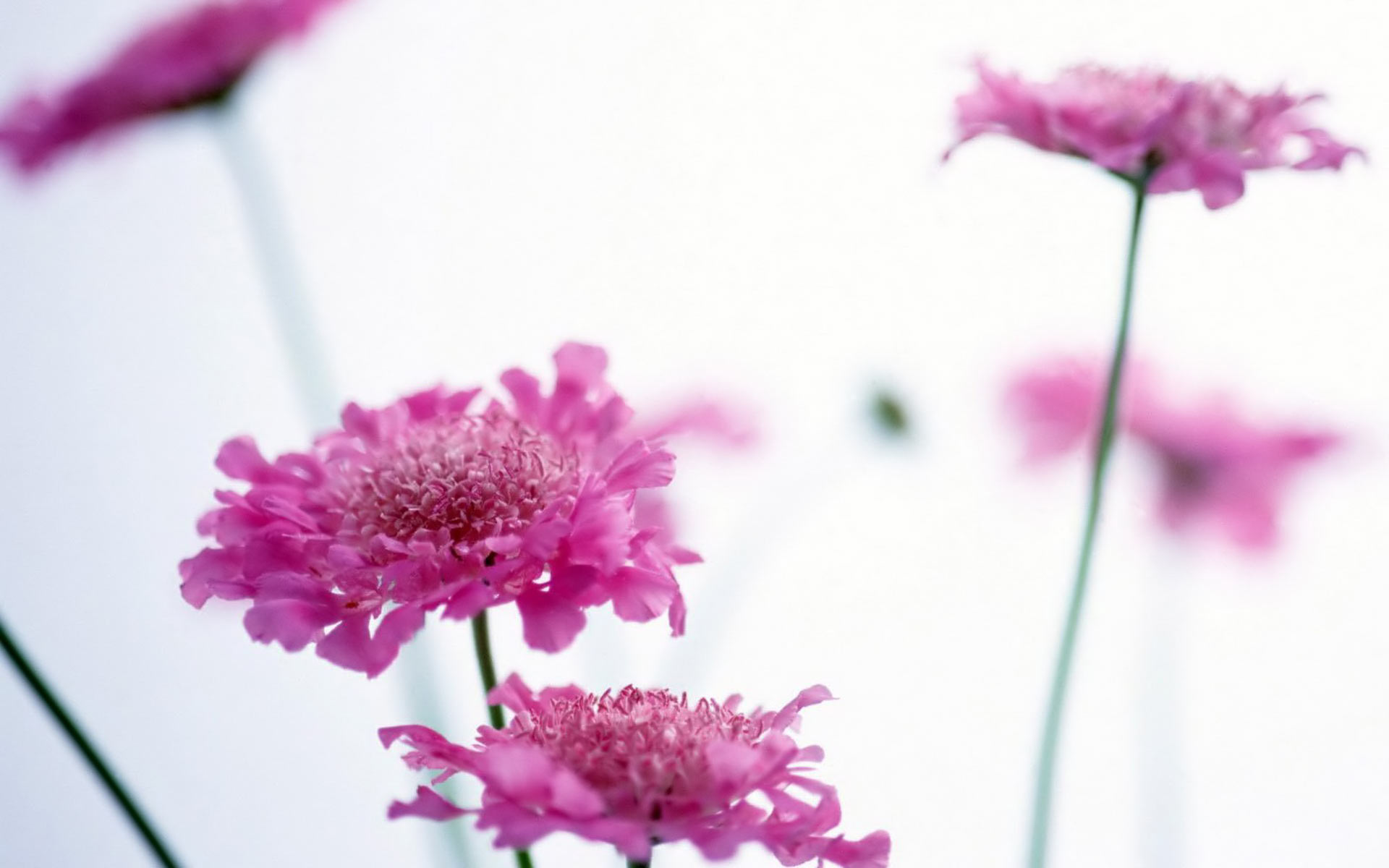 Background Desktop Flower