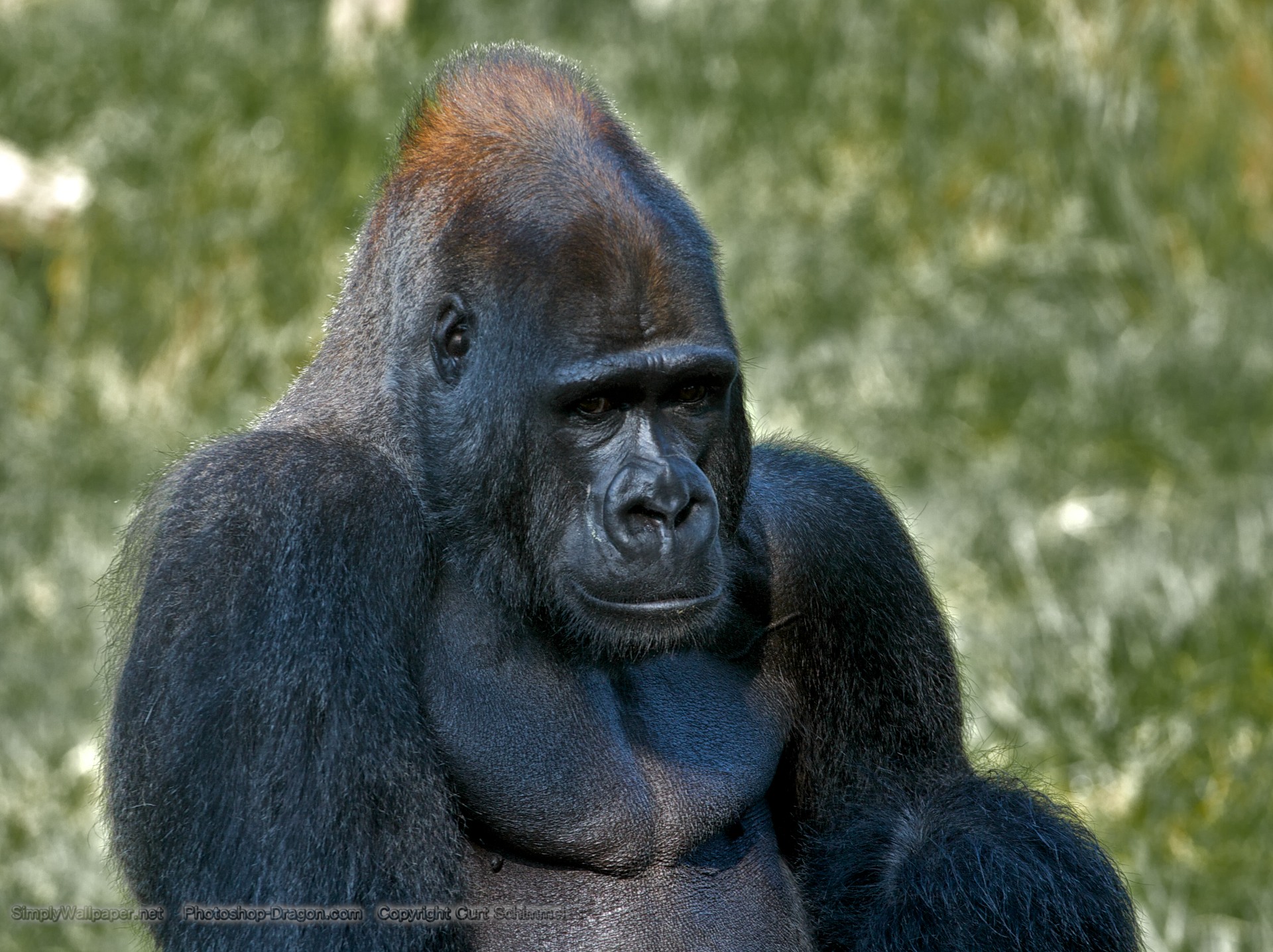 Silverback Gorilla Desktop Wallpaper