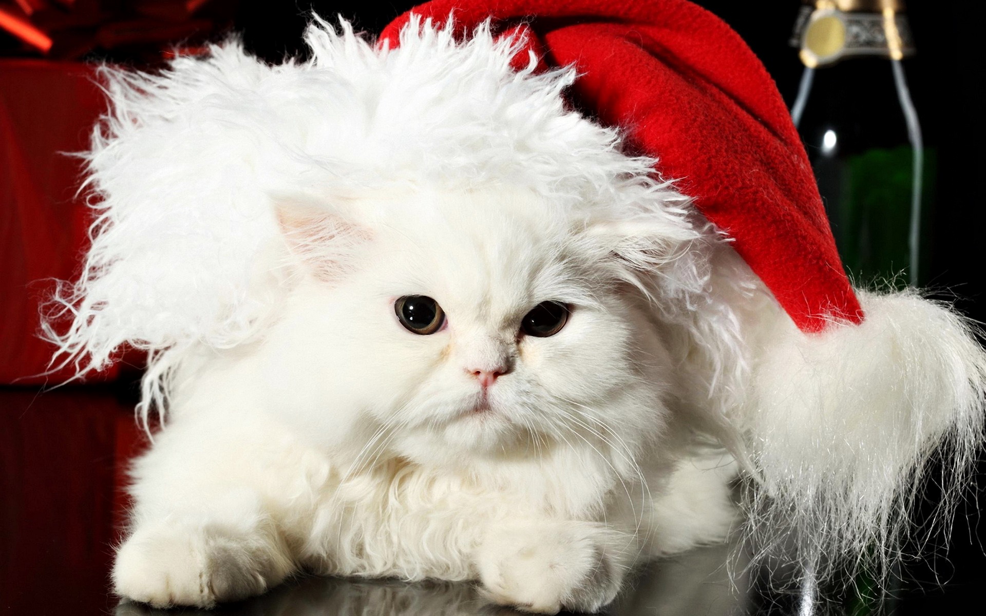 Funny Fat Cat With A Santa Hat Widescreen And Full HD Wallpaper