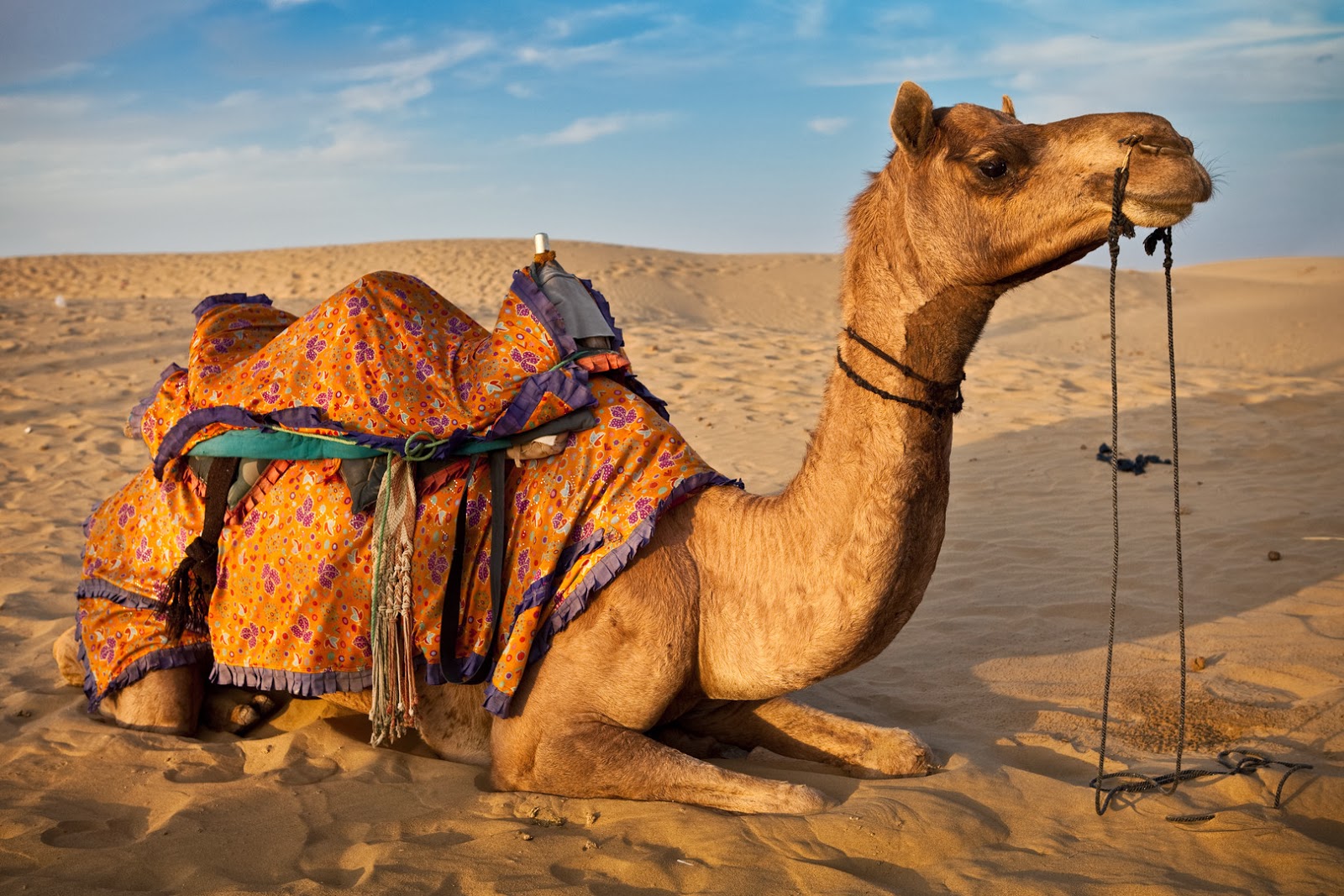 Camel Animal Photo Wallpaper
