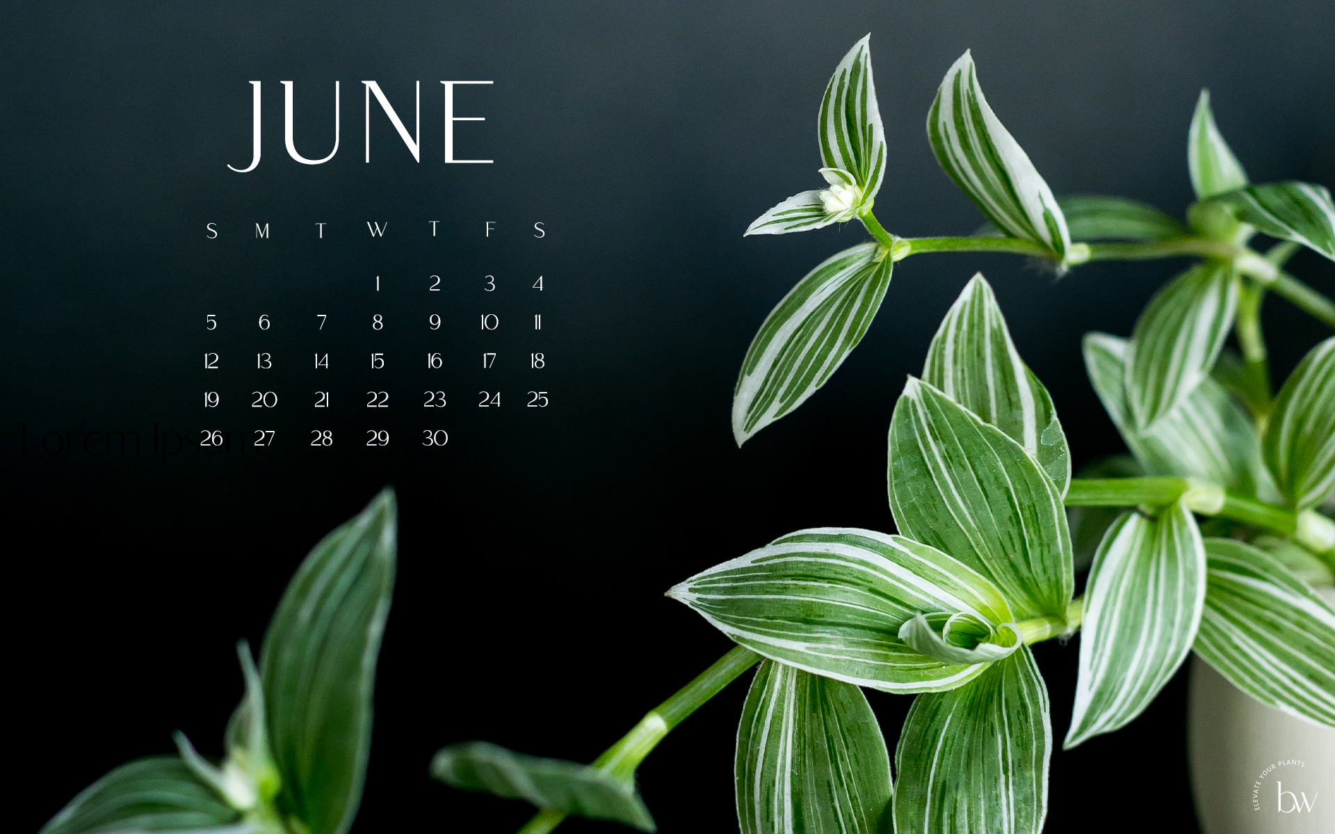Downloadable Calendars for Plant Lovers Desktop Mobile 1920x1200