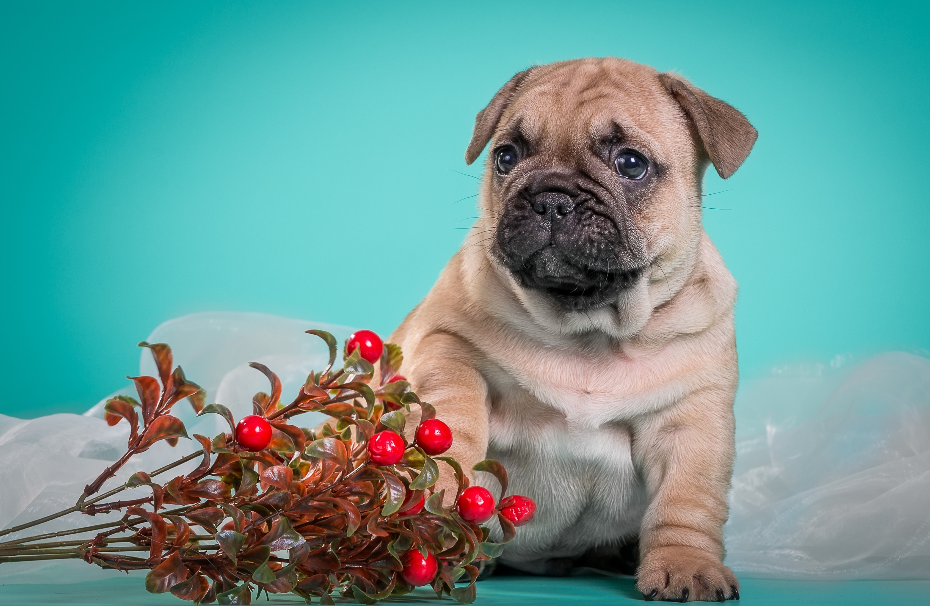 Wallpaper French Bulldog Dog Puppy Cute Cranberries