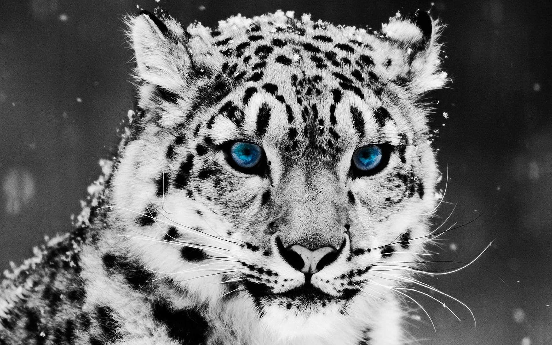 Snow Leopard Wallpaper Blue Eyes