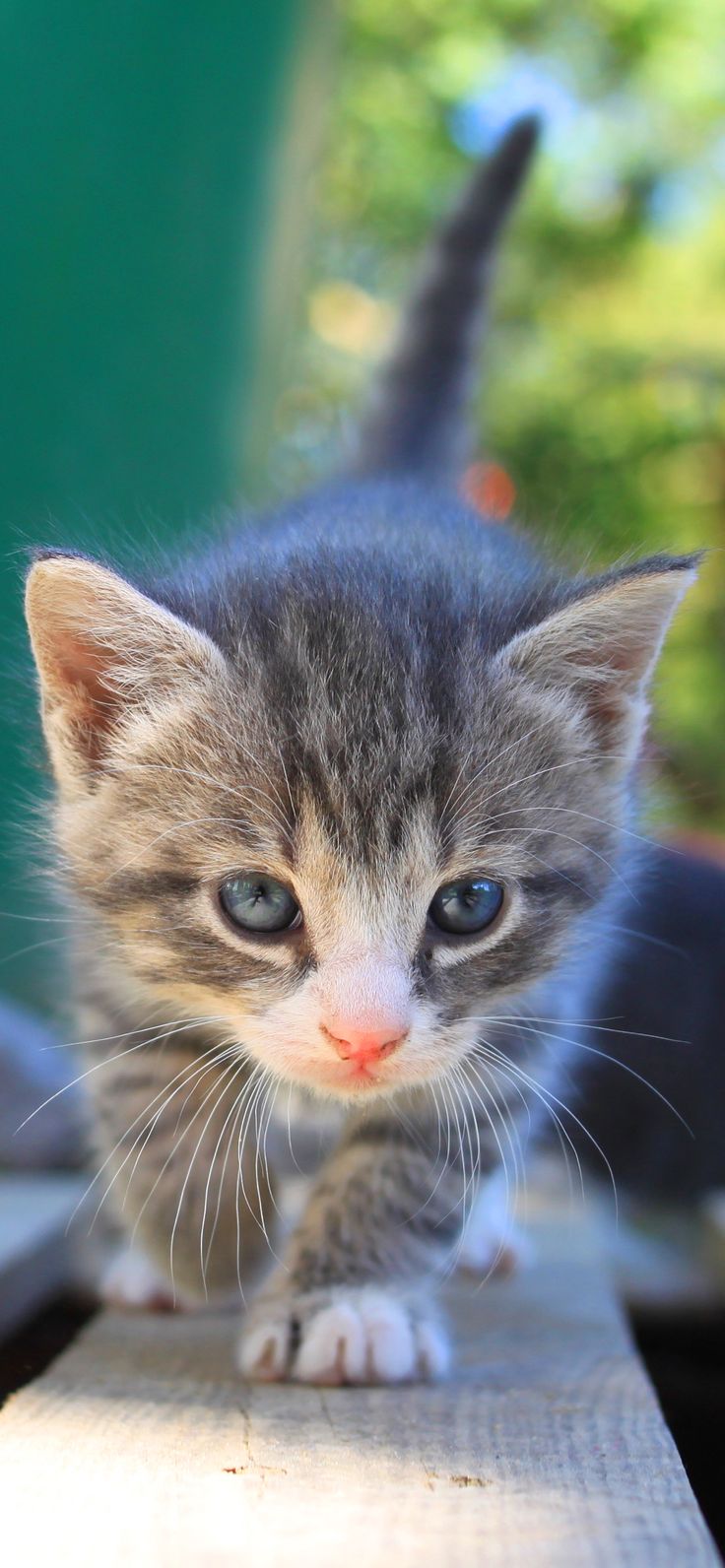 Cat Wallpaper For iPhone Xs Max Xr