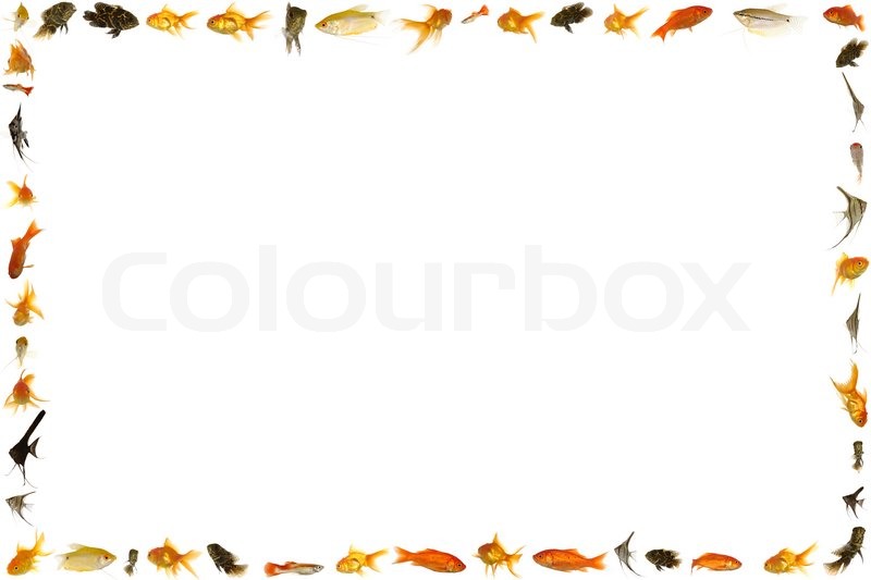 Fish Border Frames Image Search Results