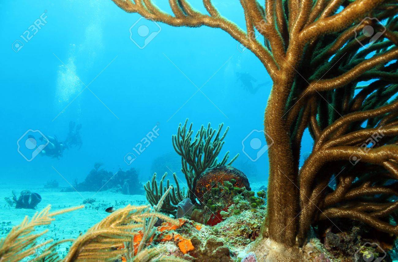 Corals With Divers In The Background Cozumel Mexico Stock Photo