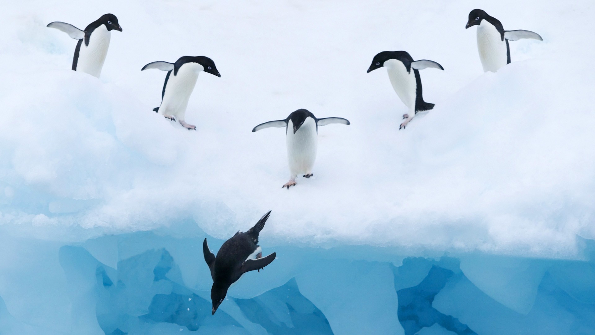 Penguin Desktop Background