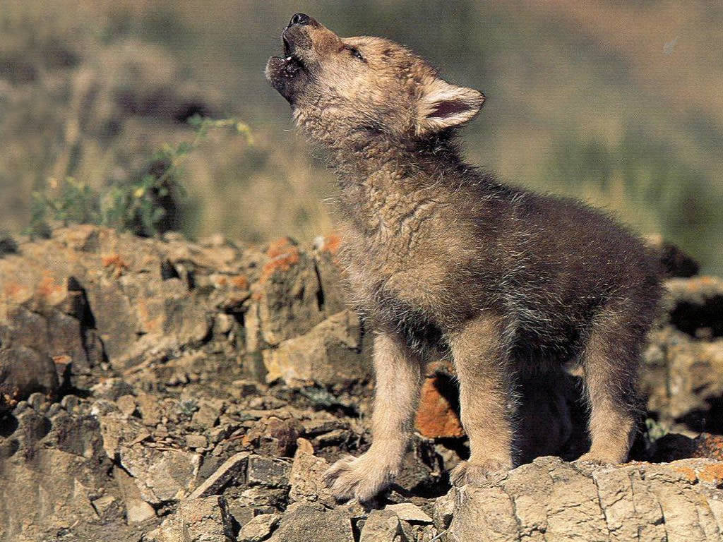 Wolf Puppies HD Wallpaper In For Your