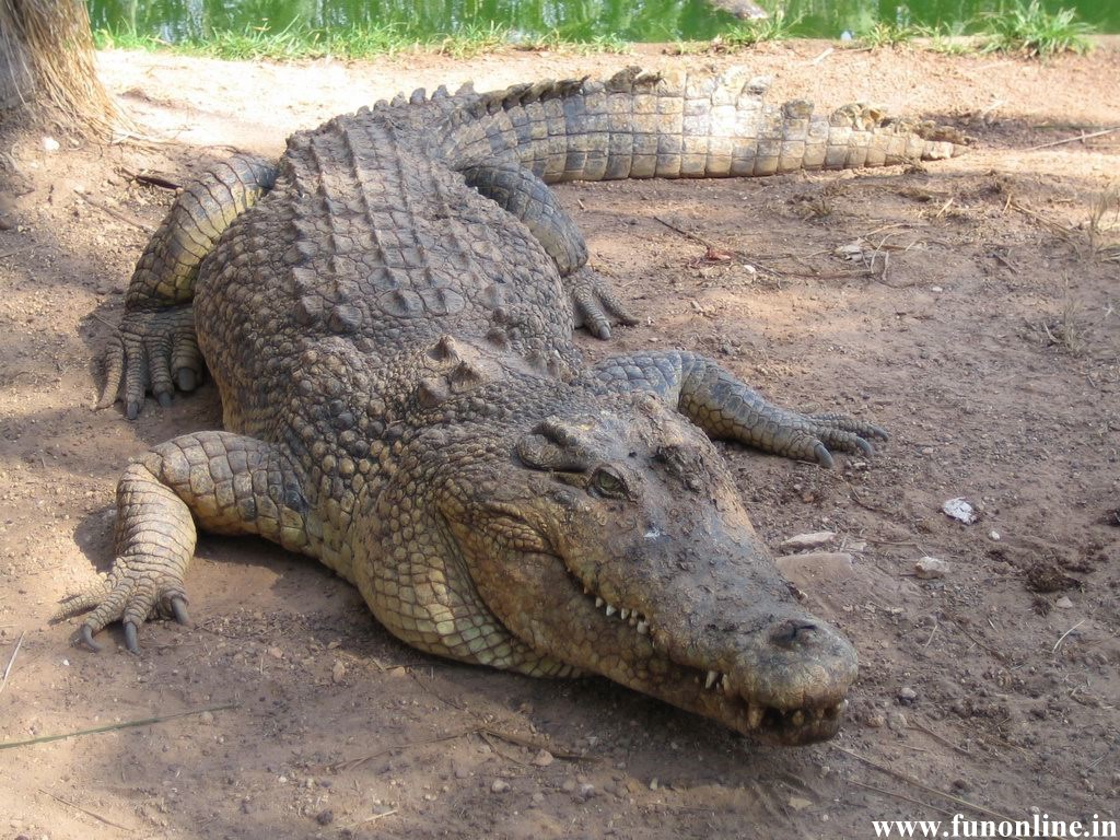 Crocodile Wallpaper Swamp Killer Crocodiles HD