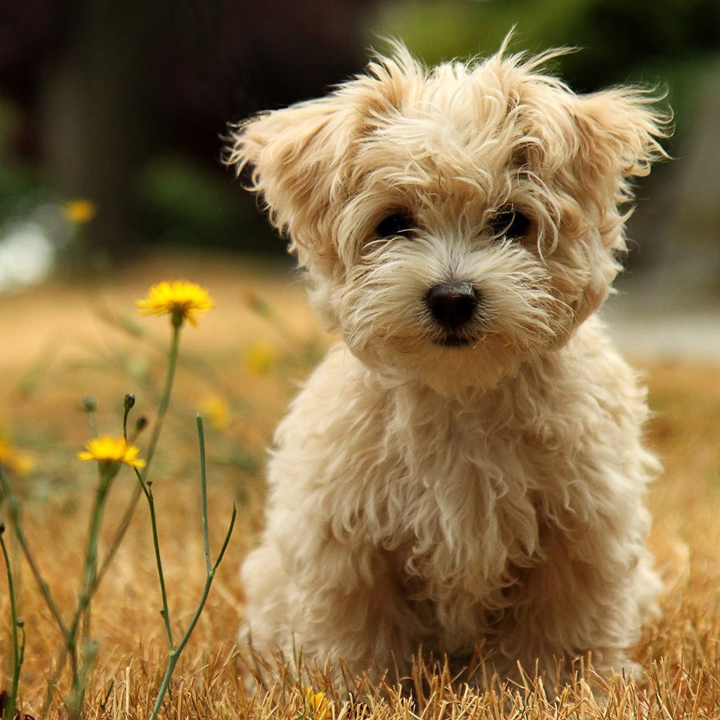 Poodle Puppies Cute Dogs Background HD Image