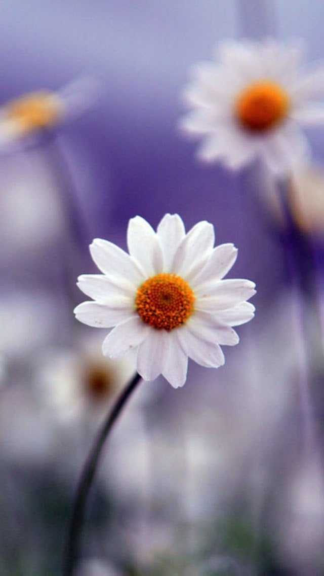 White Daisies Wallpaper   Free iPhone Wallpapers
