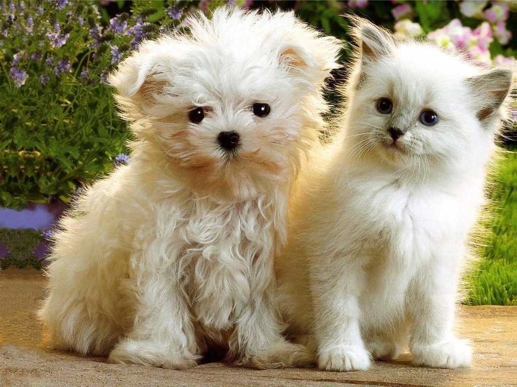 Funny Animals Zone Cute Kittens And Puppies Wallpaper