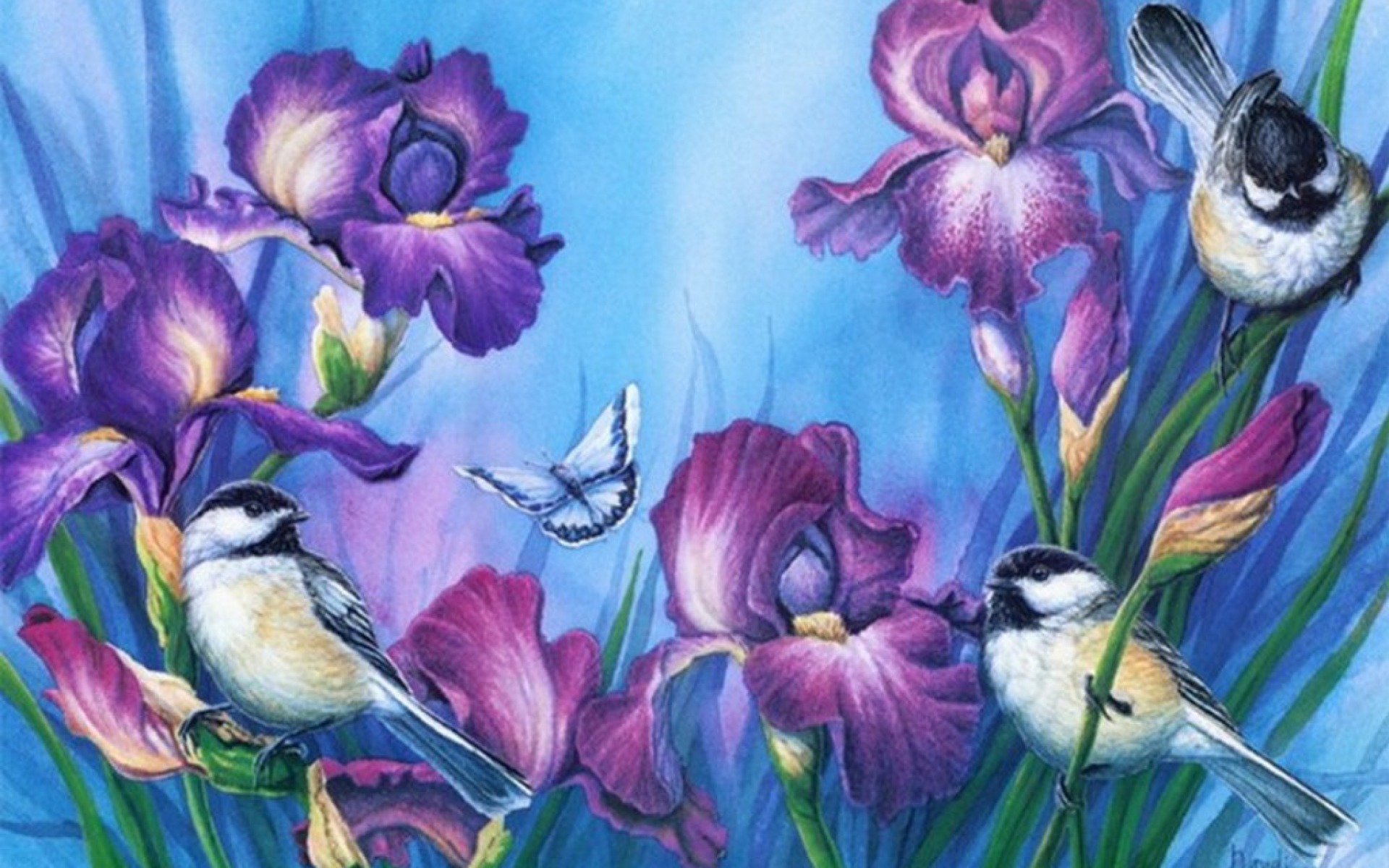 Purple Iris Birds Wallpaper Stock Photos