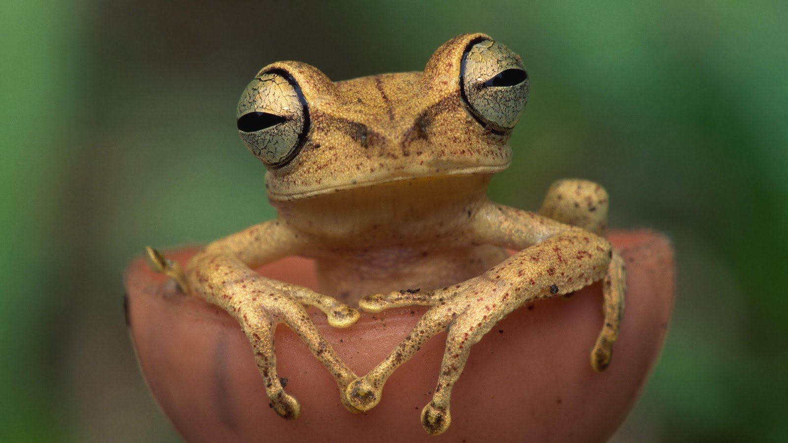 HD animal wallpaper of a close up picture of a frog HD frog
