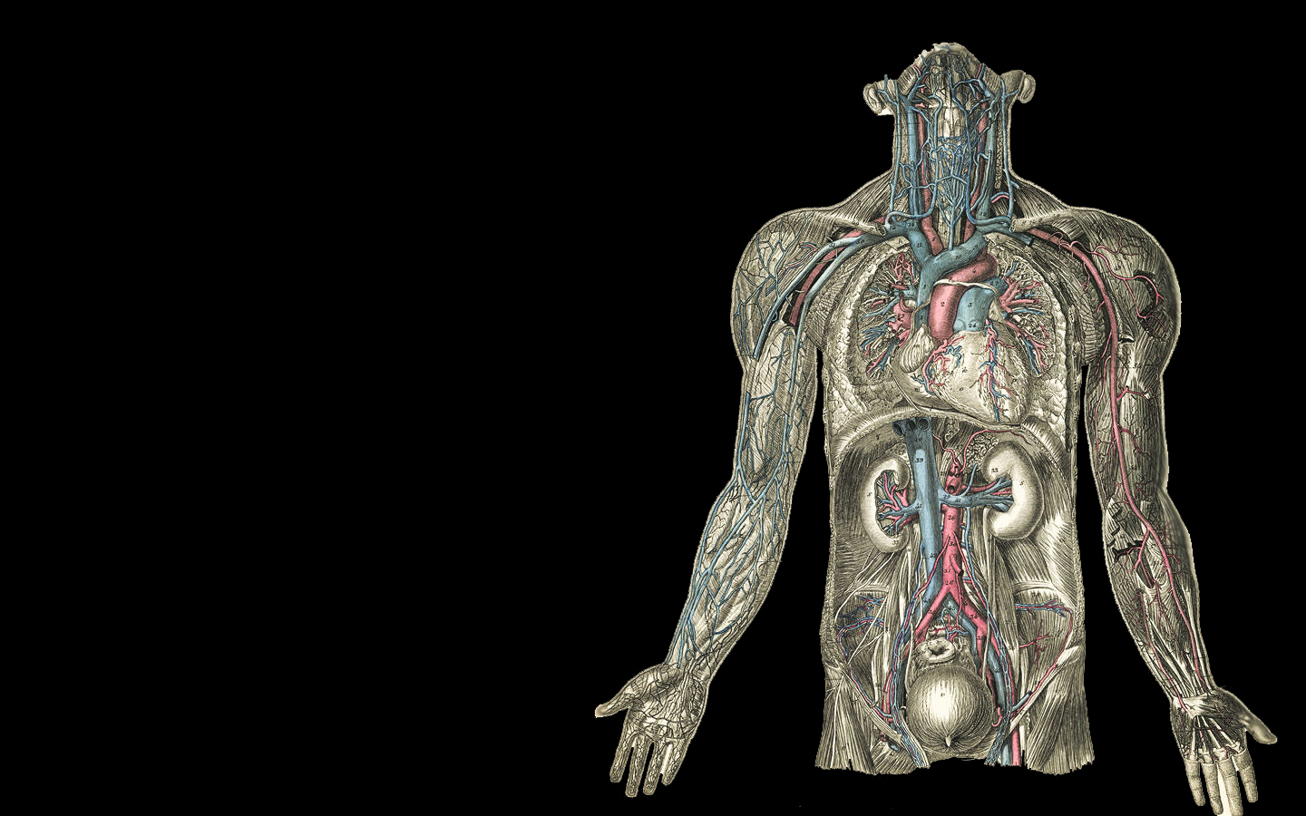 Anatomy Wallpaper 1440x900 Anatomy