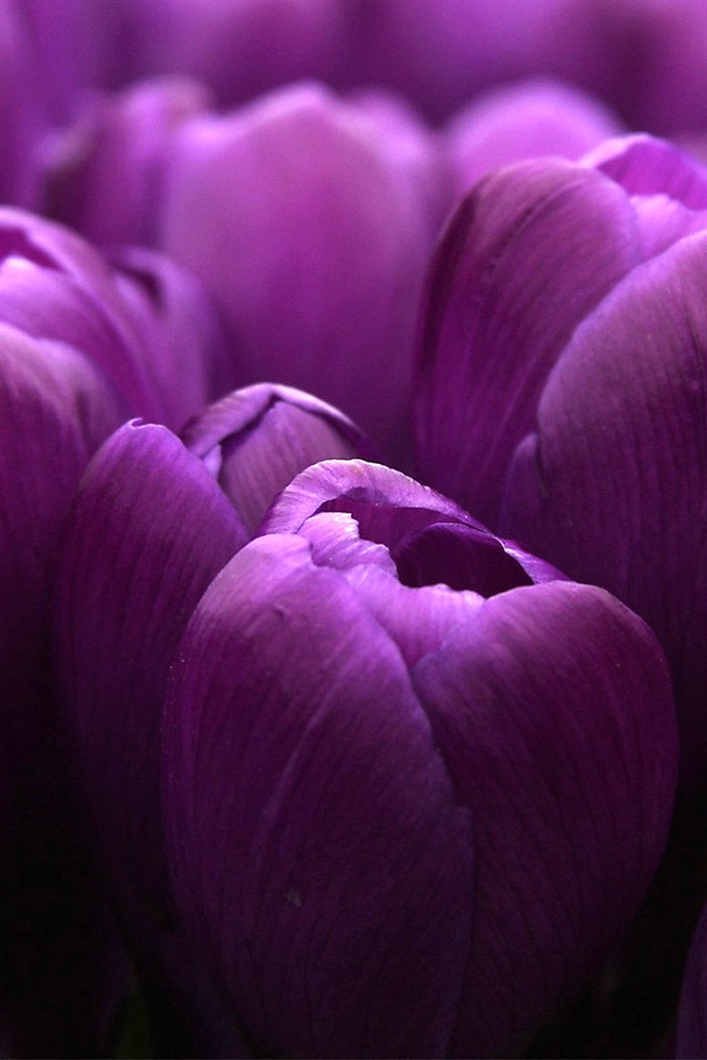 Purple Tulips Simply Beautiful iPhone Wallpaper