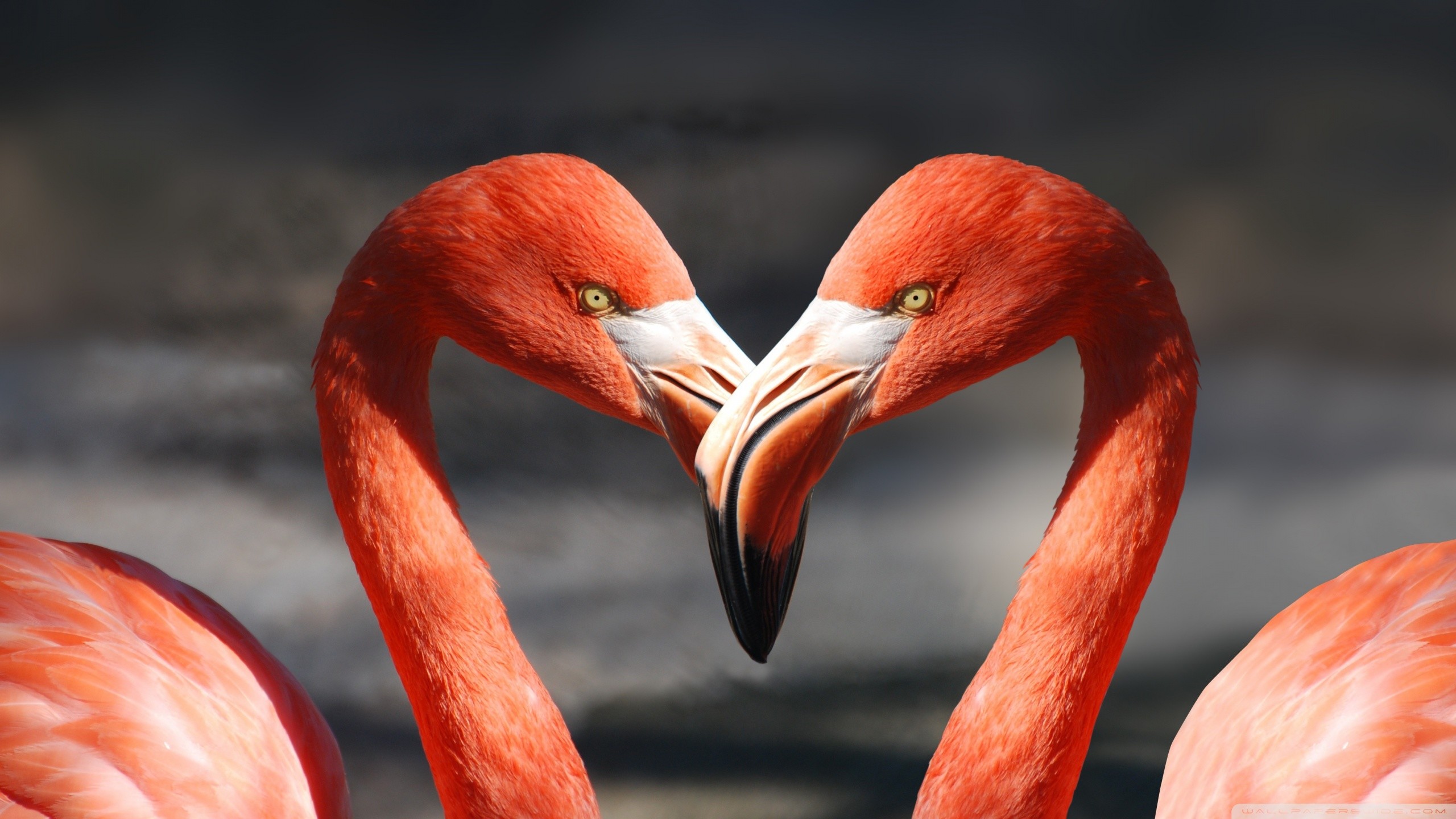 Flamingo Wallpaper Mac