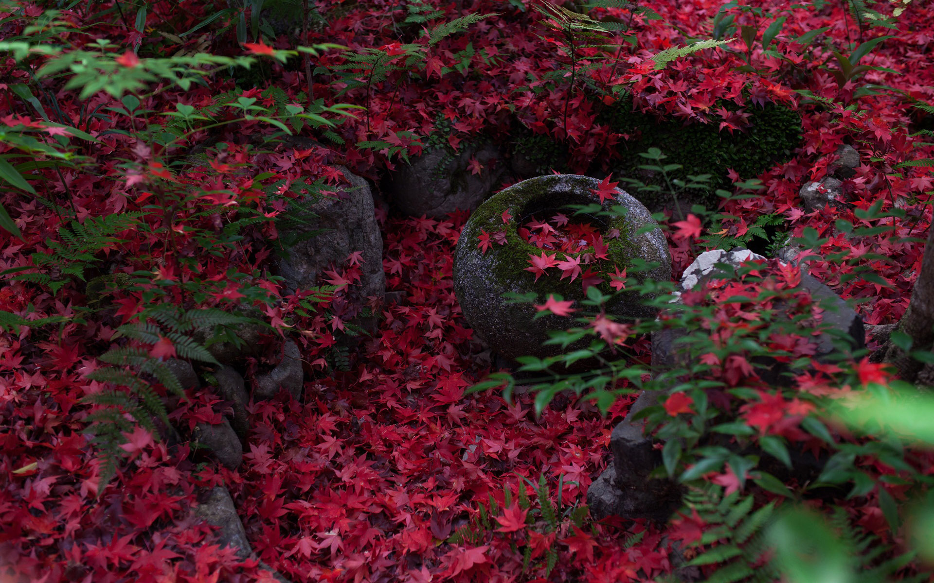 Fav Rate Tweet Nature Leaf Rock Autumn Fall Resolution