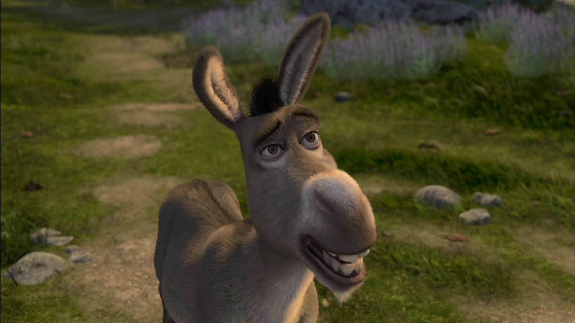 Donkey Wallpaper