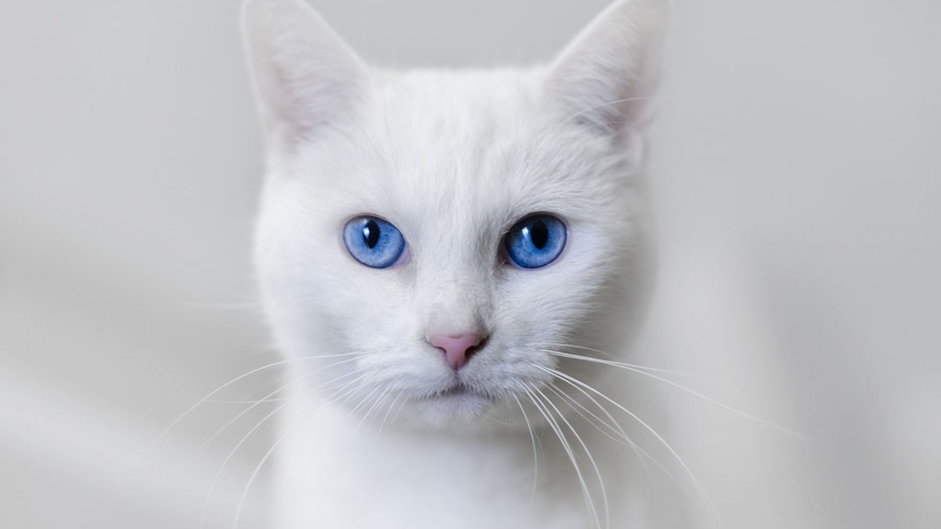 Beautiful White Cat Wallpaper Full HD Pictures